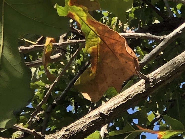 Bur Oak Leaf With Oak Wilt 2