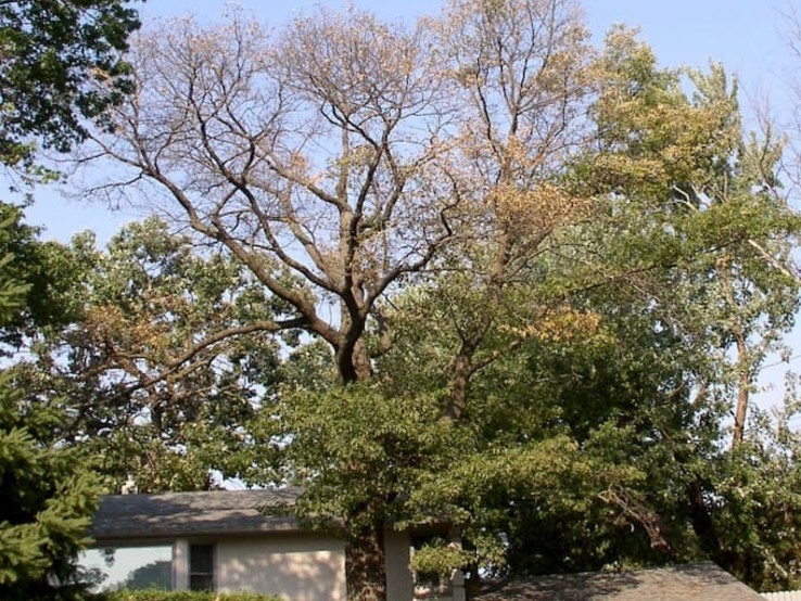 White Oak Image With Oak Wilt 3