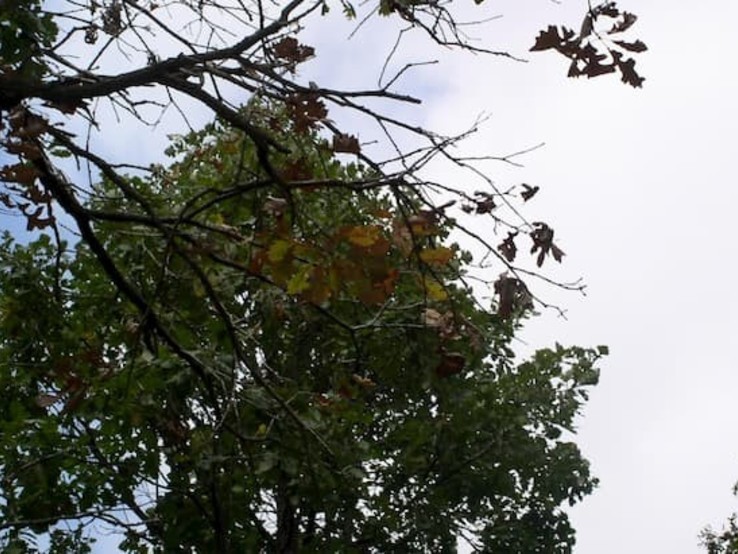 Bur Oak Leaf With Oak Wilt 3