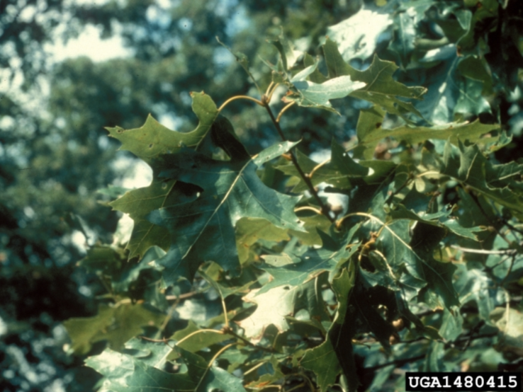 red oak oak wilt