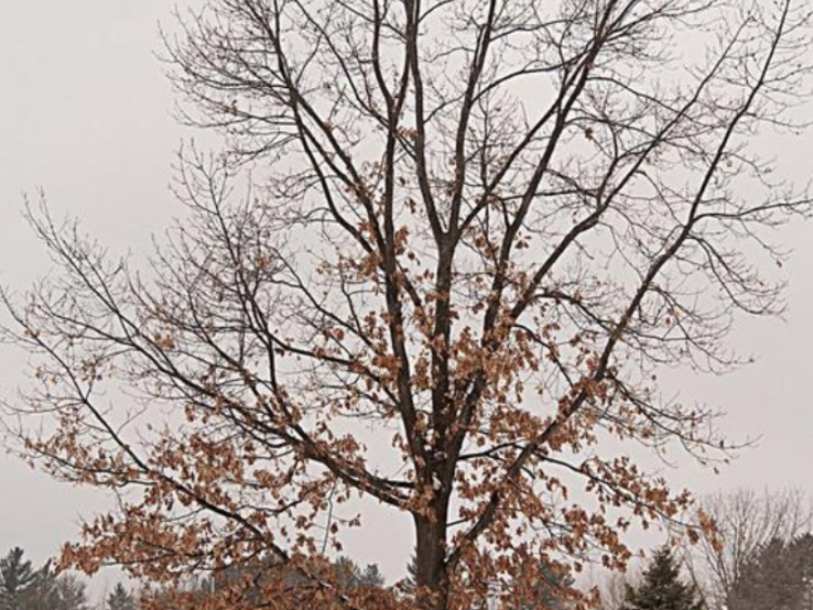 red oak oak wilt red oak with oak wilt