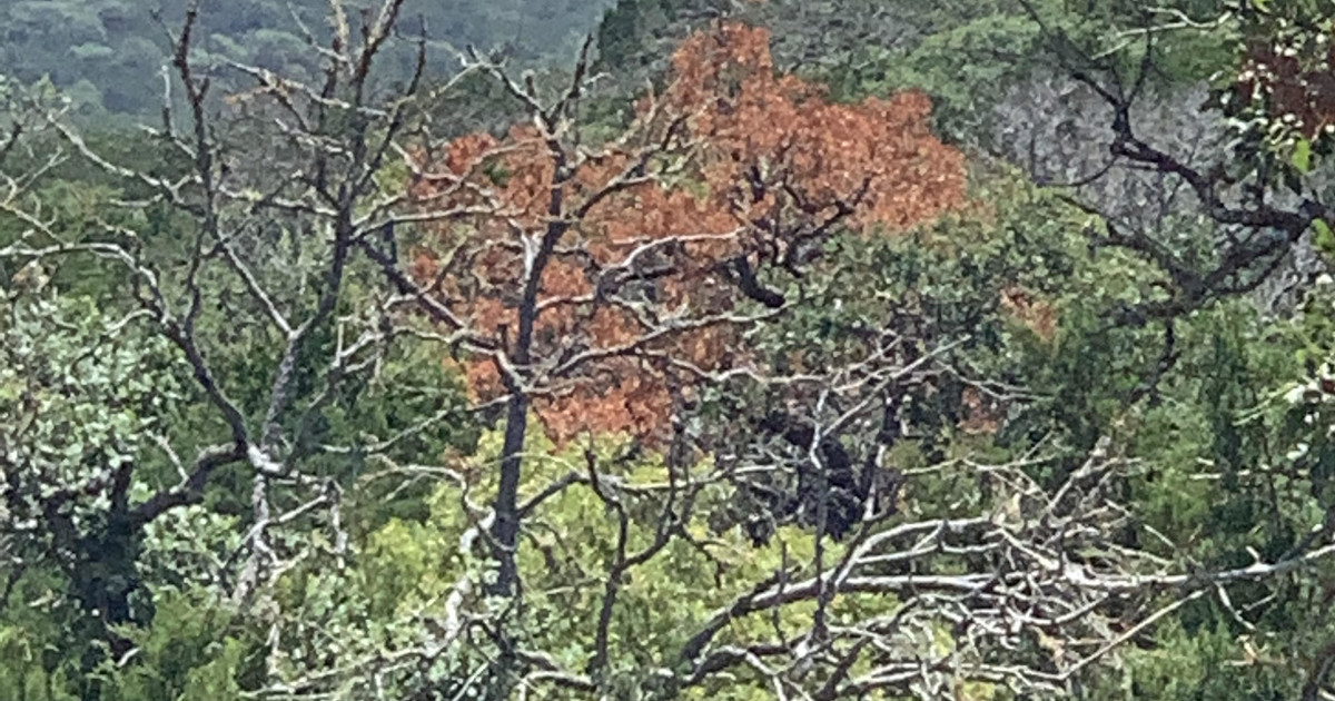 How Does Oak Wilt Spread? ArborCare & Consulting