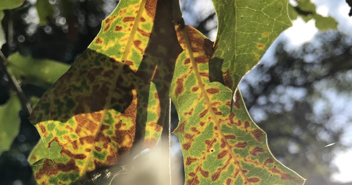 Oak Wilt Symptoms in Live Oaks ArborCare & Consulting