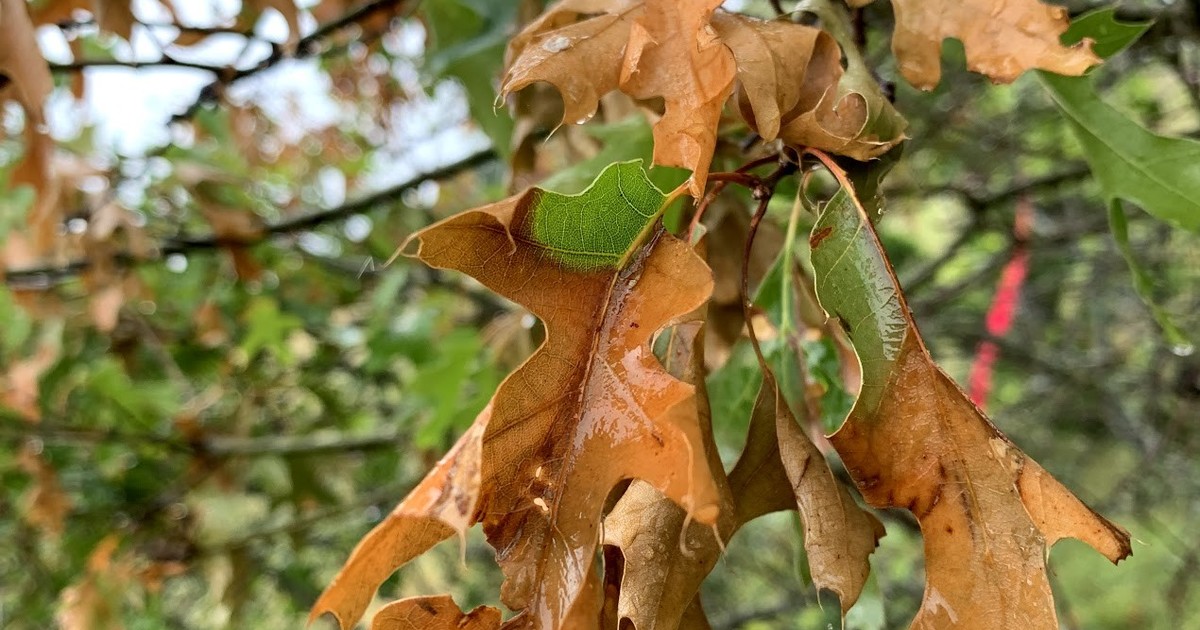 Oak Wilt FAQ ArborCare & Consulting