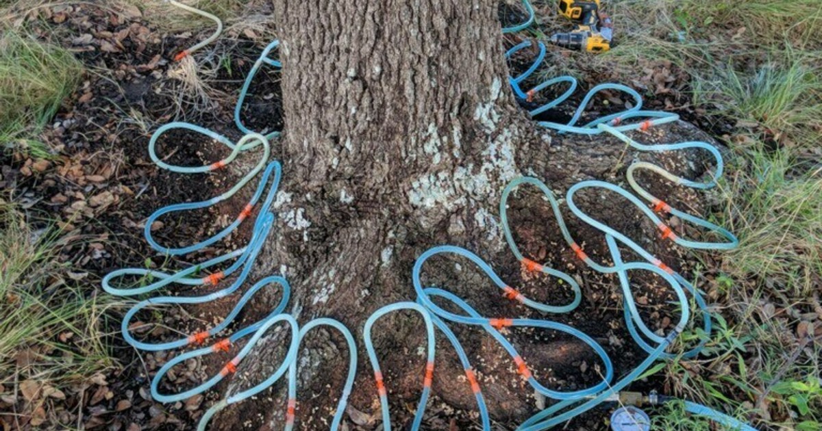 Our Services ArborCare & Consulting